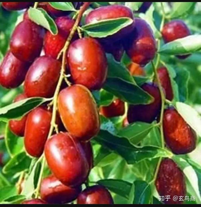 山海经之薄山甘枣之山共水河杻木箨左上革左下夫右能