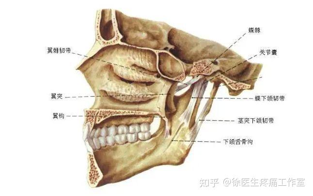 解剖界线位置图片