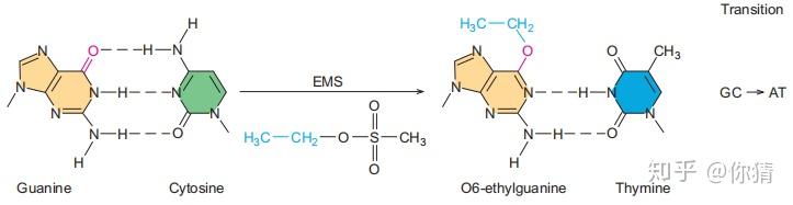 分子生物学 | DNA损伤与修复 - 知乎