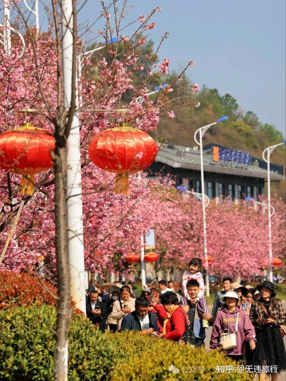 2024年马龙樱花节有爱必达赏花正当时附详细攻略