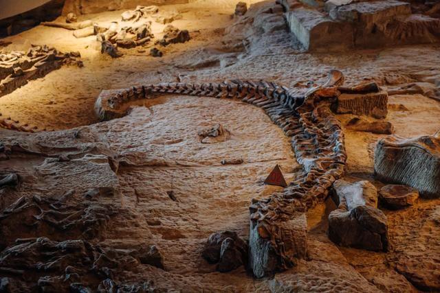 这个遗址公园埋葬了大量的恐龙随便一根小骨头就比两个人高