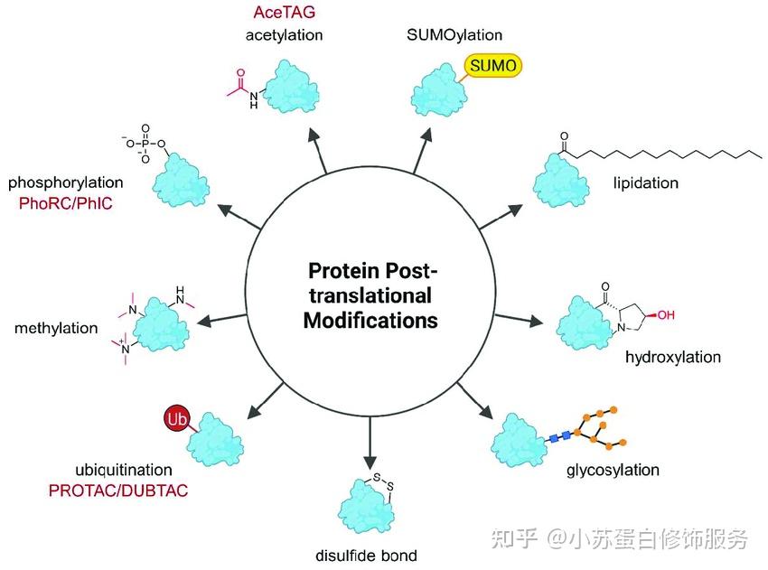 Protein Modification Types 修饰蛋白组学有什么用 - 知乎