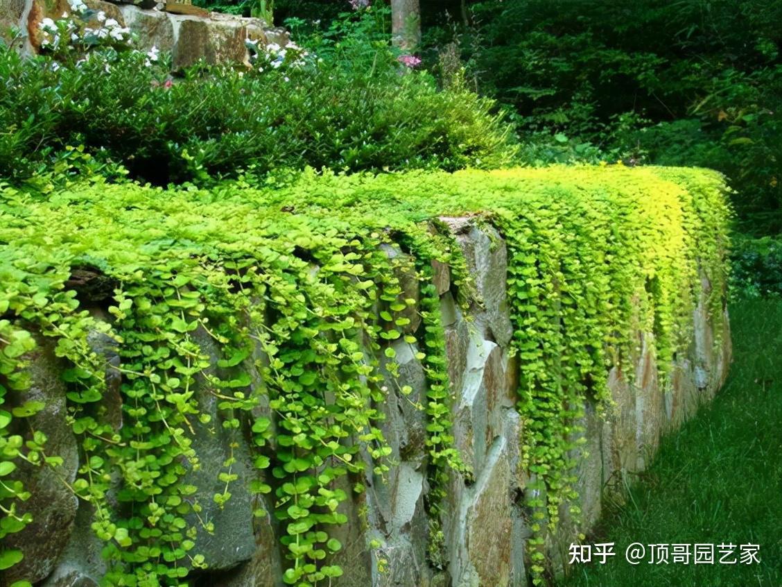 垂盆草是一种多年生的草本植物,匍匐生长,房前屋后都可以种植,同时