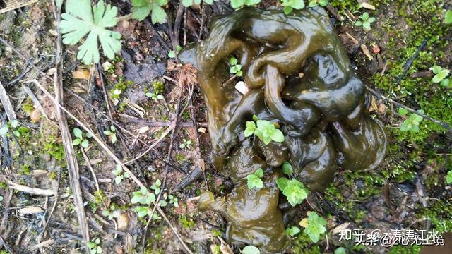 这是大自然而成的皮皮菇这是长出来的韭菜谢谢大家的观看!