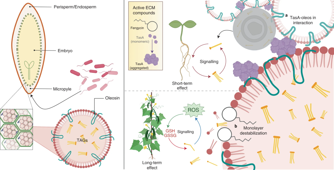 Nature Microbiology | 研究揭示植物根际促生菌促进甜瓜植株生长和抗真菌病害的机制! - 知乎