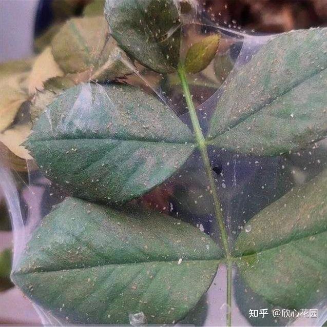它们是隐藏在月季花叶子背面的螨虫