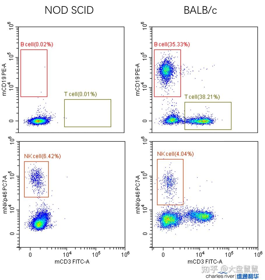 NOD-SCID免疫缺陷模型鼠 - 知乎