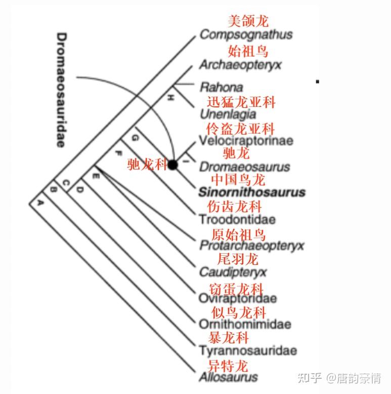 中华龙鸟和中国鸟龙 - 知乎