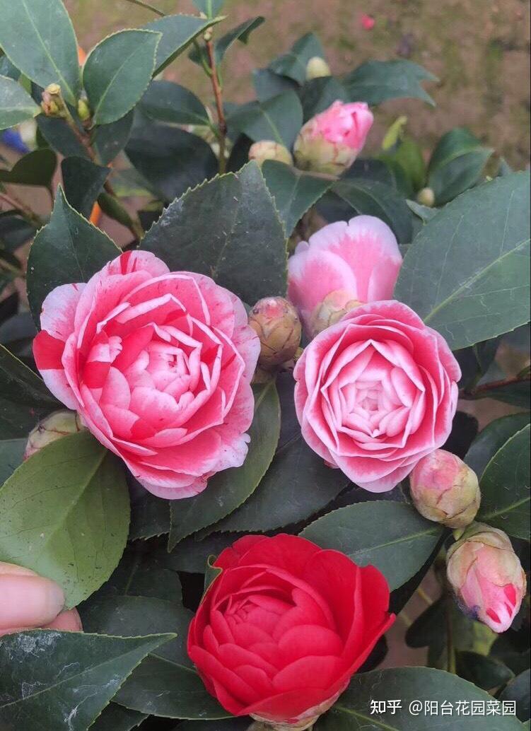 8种“富贵花”自带好运,花大优美,能养几十年,能值很多钱(富贵花都有哪些)