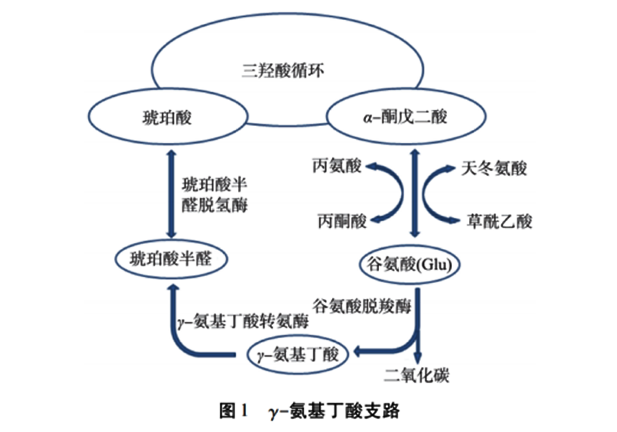 什麼是γ-氨基丁酸(gaba)?有什麼作用? - 知乎