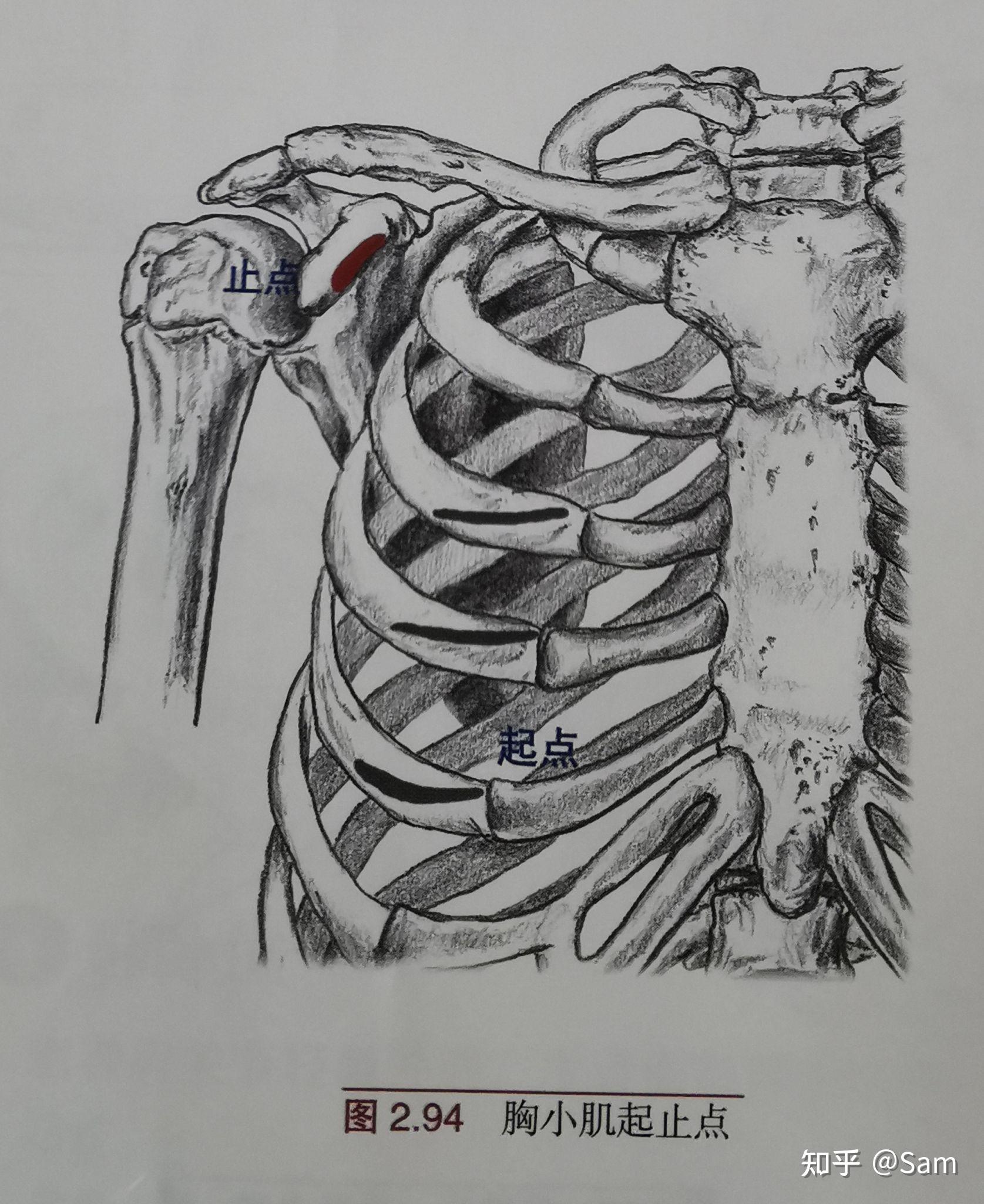 肩胛骨的3D解剖_哔哩哔哩_bilibili
