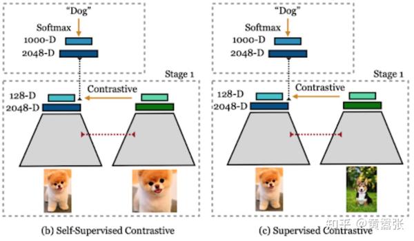 CEBRA算法--是“读心术”还是“大脑打印机”? - 知乎
