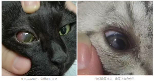 猫咪突然一只眼睛发红睁不开警惕角膜炎5种常见症状