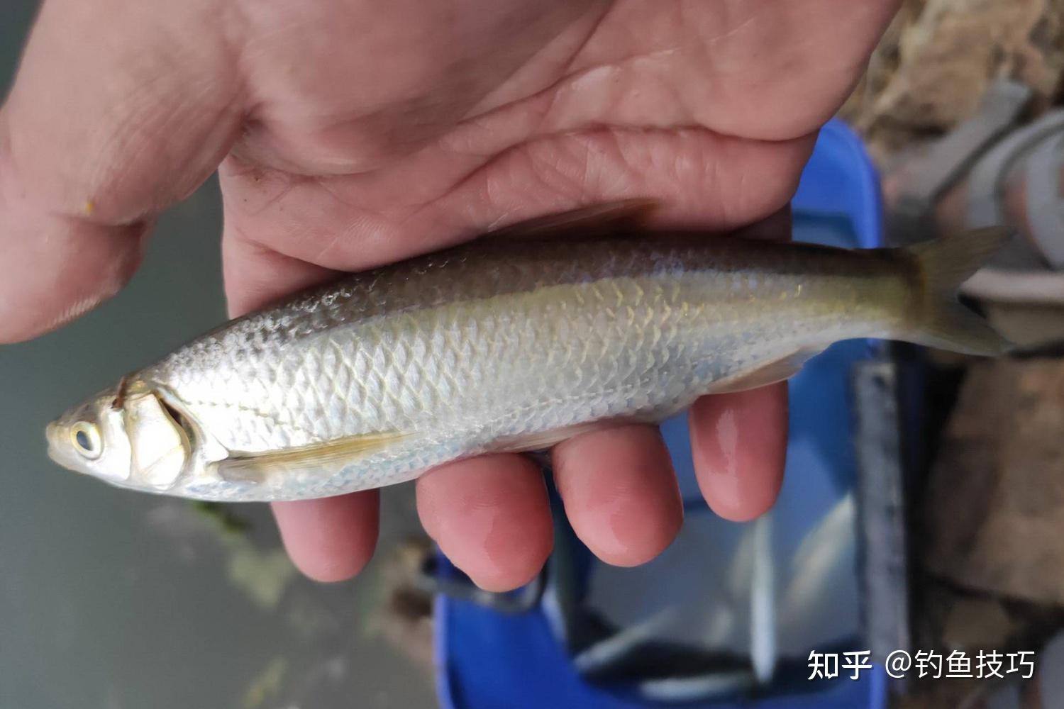 白条图鉴——银飘鱼Pseudolaubuca sinensis - 哔哩哔哩