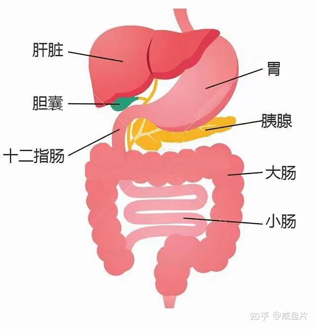 胆和胃的位置图片图片