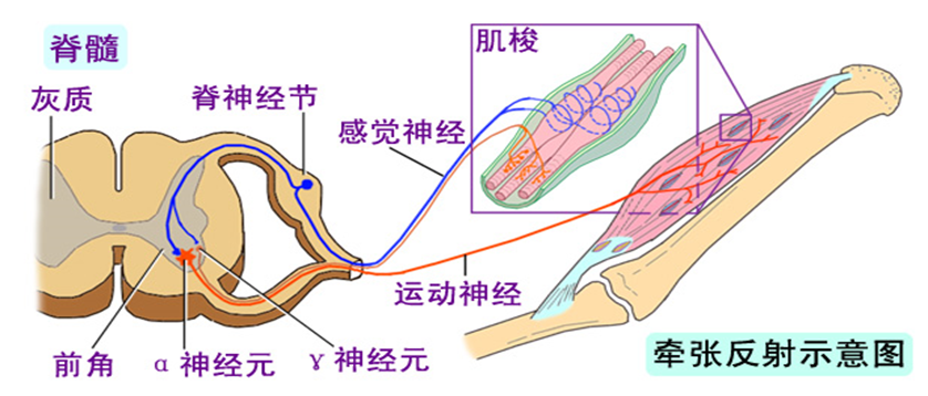 牵张反射的过程图片