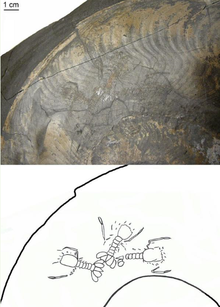 头足纲小传(22)魂引之灯:如何复原一枚菊石? - 知乎