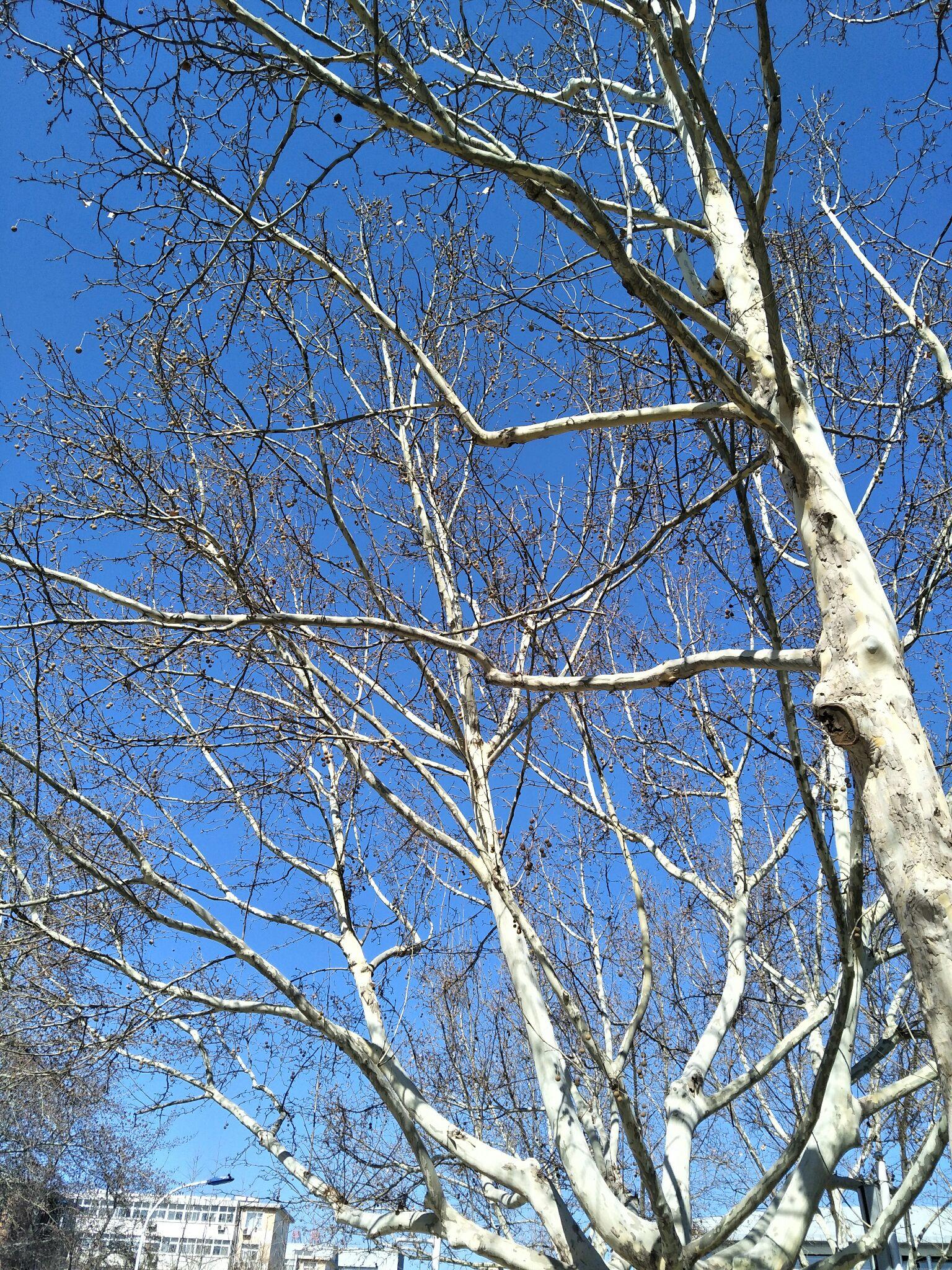 南方人到北方读大学是一种什么体验? - 我是玲