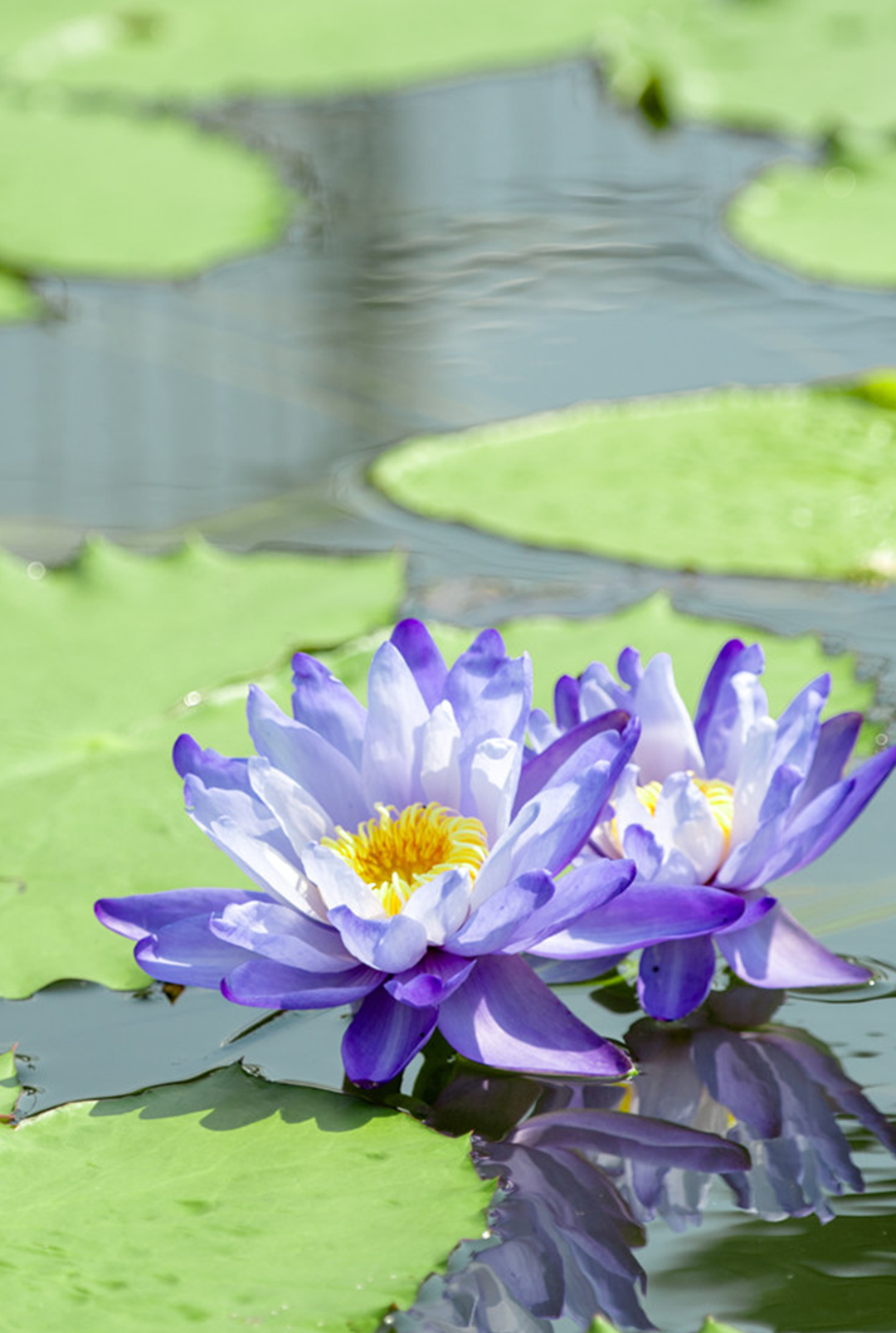 叶卵圆形,浓绿色,叶背暗紫色,浮于水面,花心鲜黄色埃及蓝睡莲:在唐朝