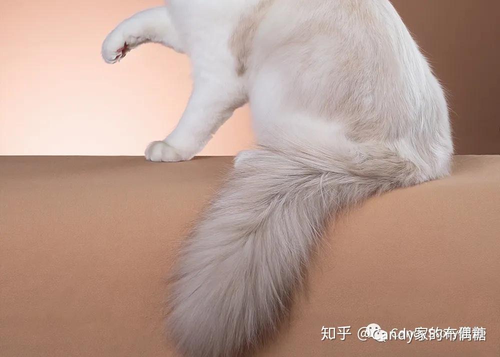 选猫科普你对布偶猫了解有多少