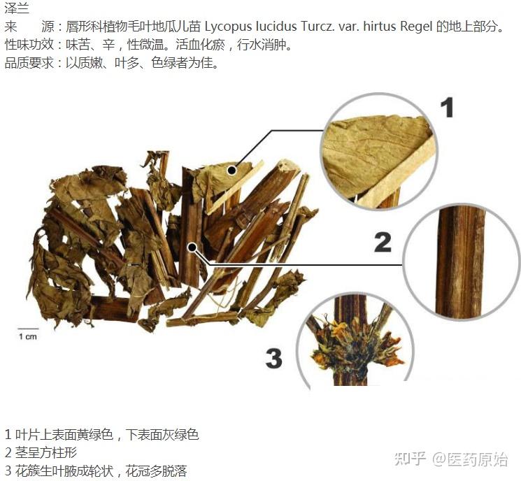 佩兰佩兰与泽兰图文鉴别佩兰性状鉴别佩兰佩兰佩兰【性状】本品茎呈