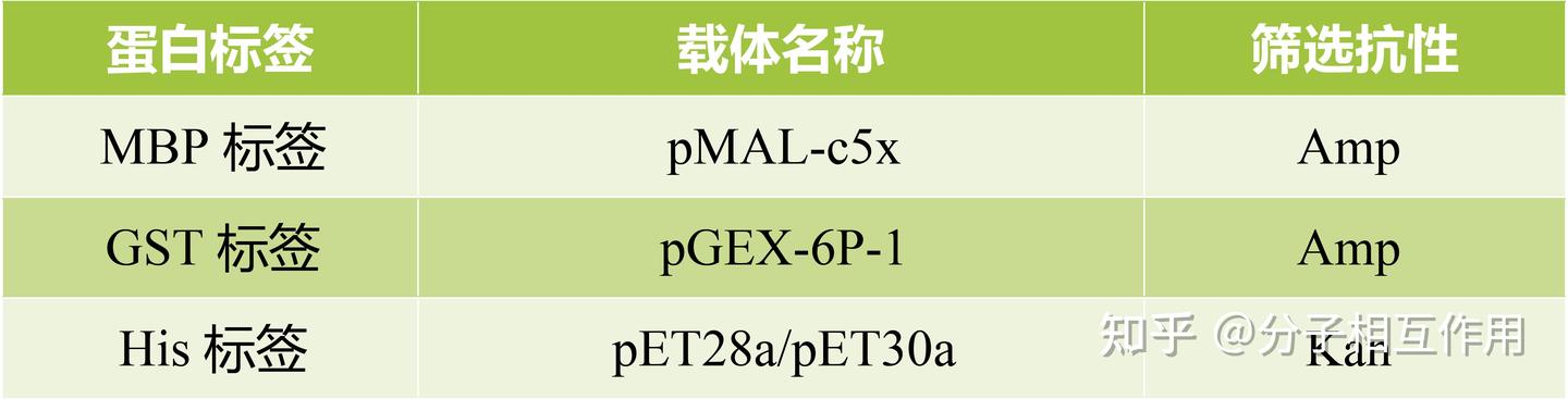 蛋白表达纯化伯远生物蛋白表达纯化 - 知乎