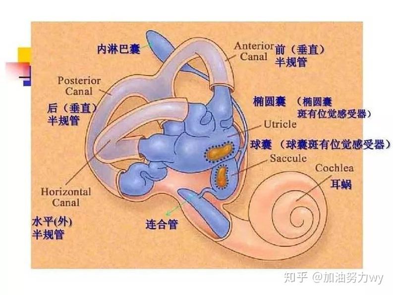 神經科學1001問聽覺和前庭系統