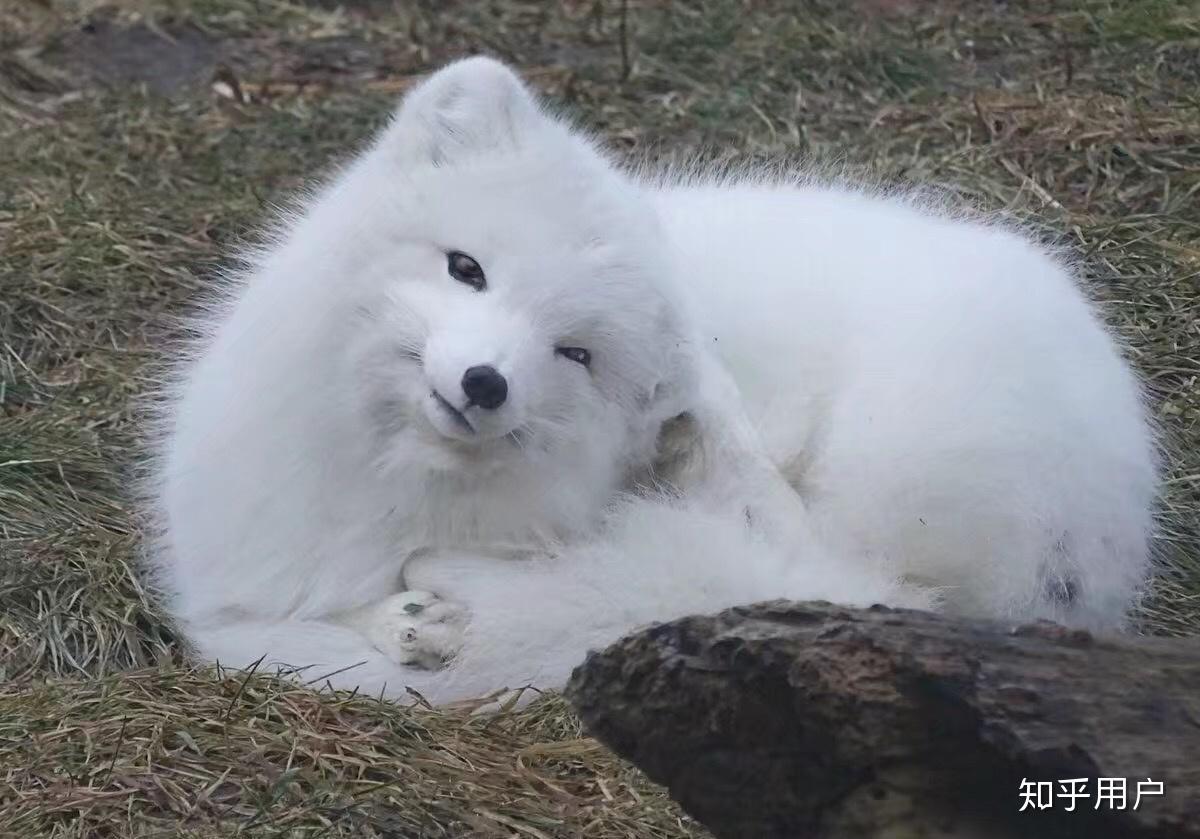 如何看待武汉大学白狐狸被车撞死一事