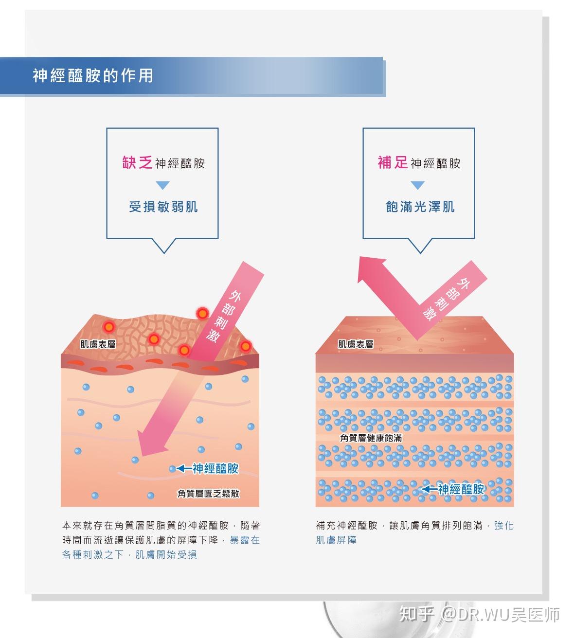 若流失将导致肌肤缺水;而神经酰胺一旦流失将导致角质层排列紊乱,皮肤