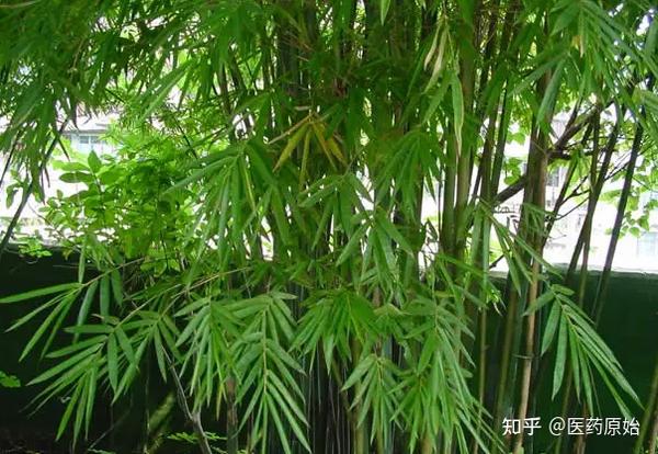 带你识别天竺黄 - 知乎