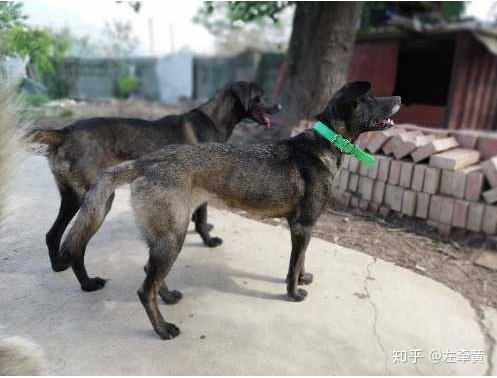 愛狗的儀式感探秘涼山犬和涼山獵犬的文化