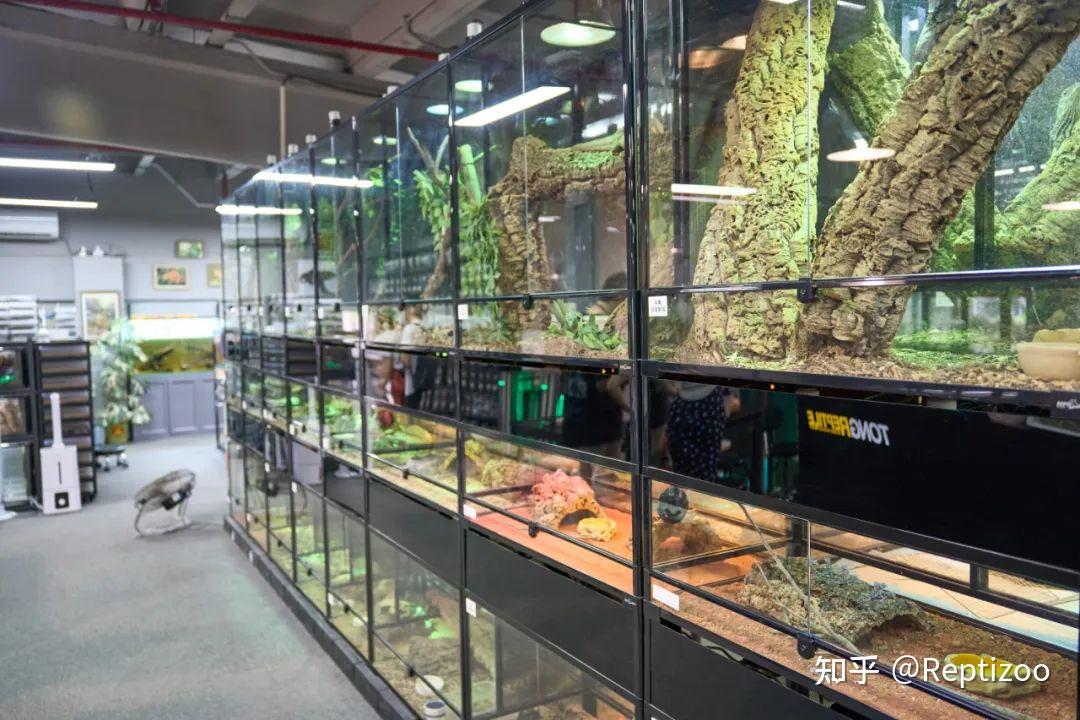 唐朝爬宠开业庆典︱REPTIZOO品牌助力,打造魅力无限的爬宠乐园 - 知乎