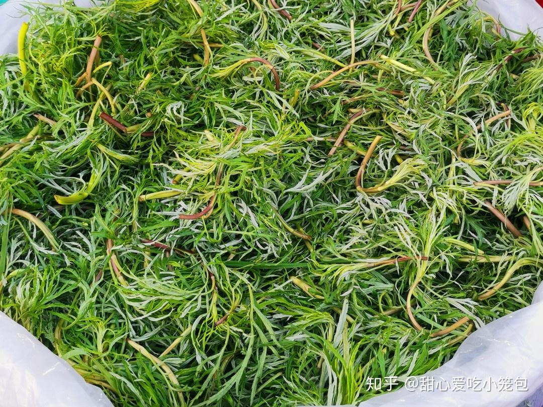 蒿柳-中国湿地植物-图片