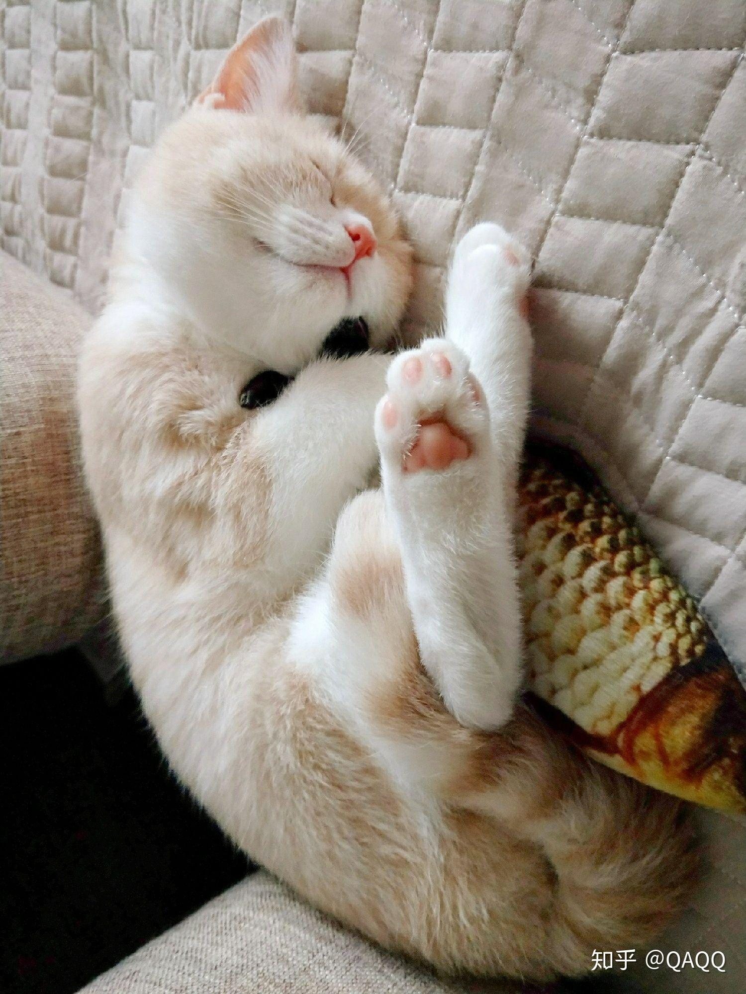 趴着睡懒觉的白猫