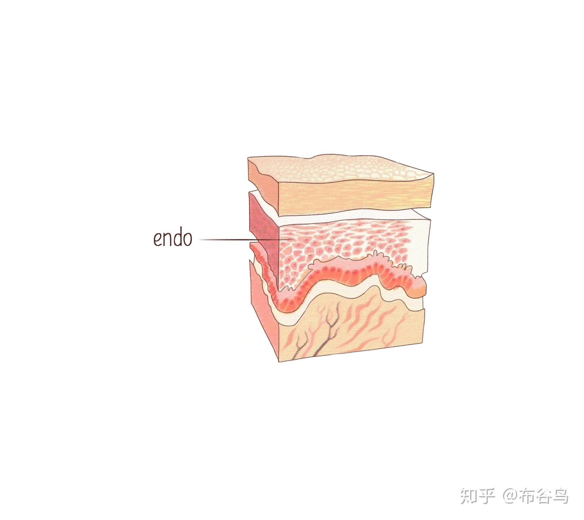 医学英语单词记忆法