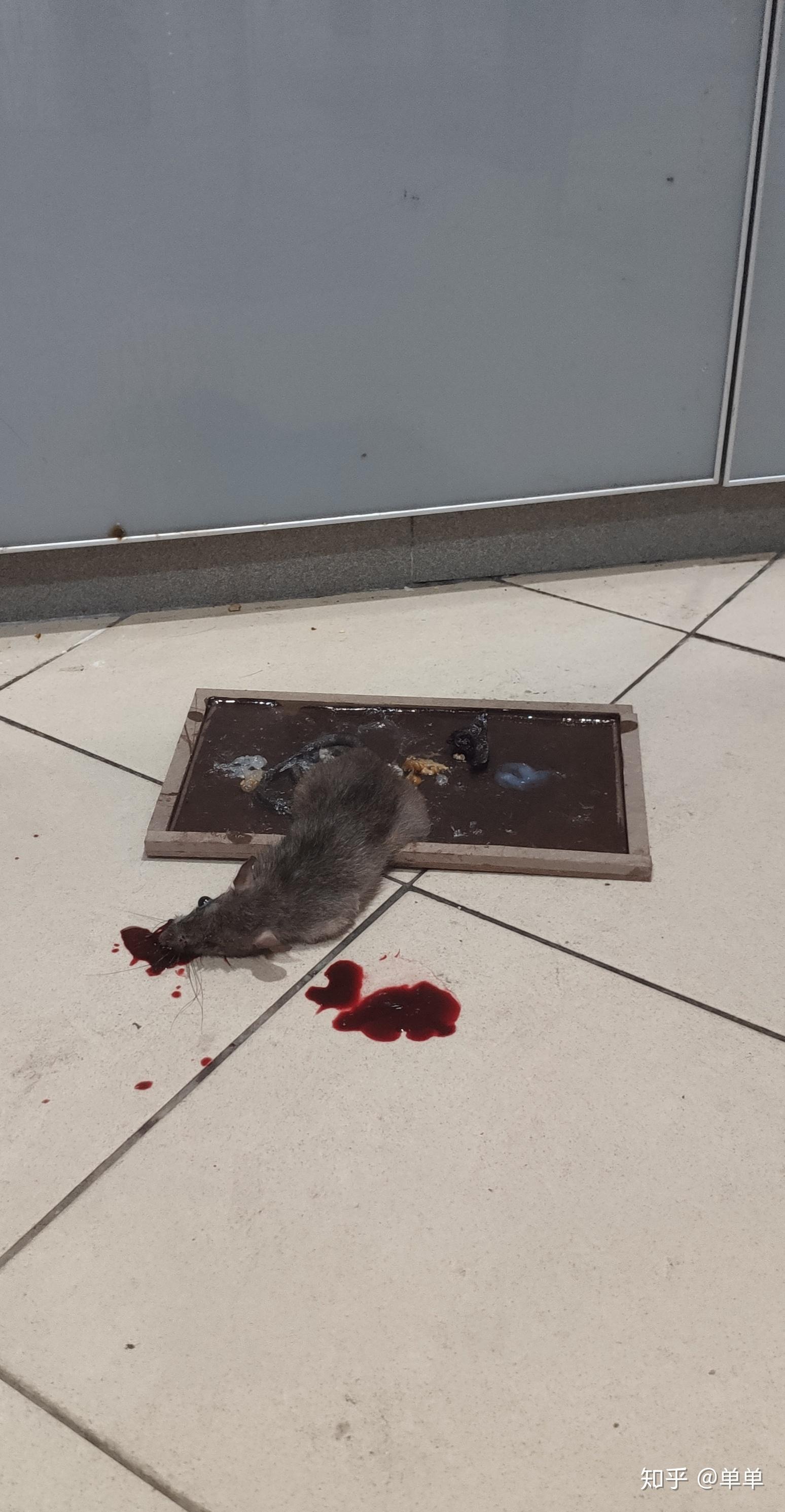 怎么捉老鼠并打死