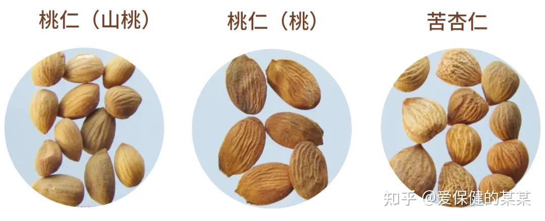 一起来看化痰止咳平喘药——苦杏仁