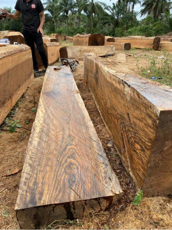 解读生长在非洲天然林里的爱里古夷苏木