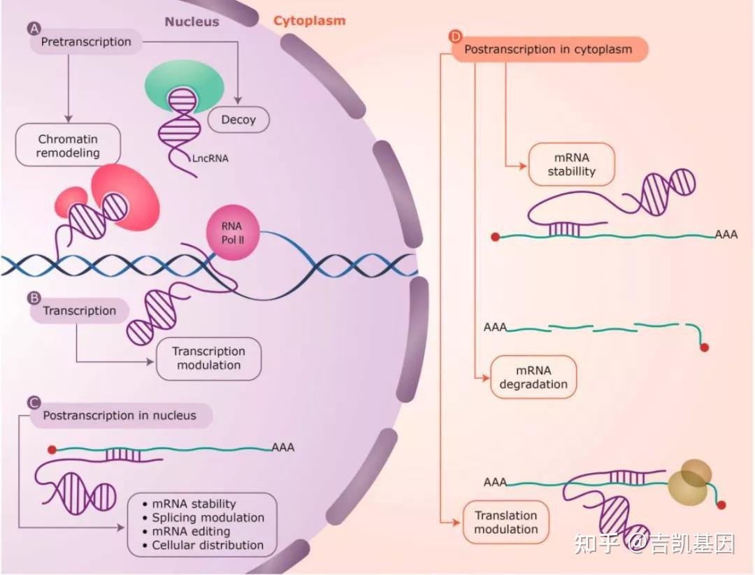 干货反义lncrna分子模型及实验方法