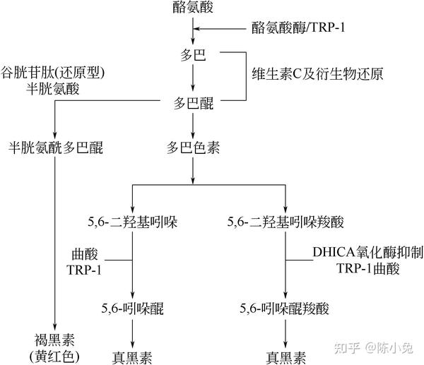 美白篇：黑色素形成、美白机理与美白成分 知乎