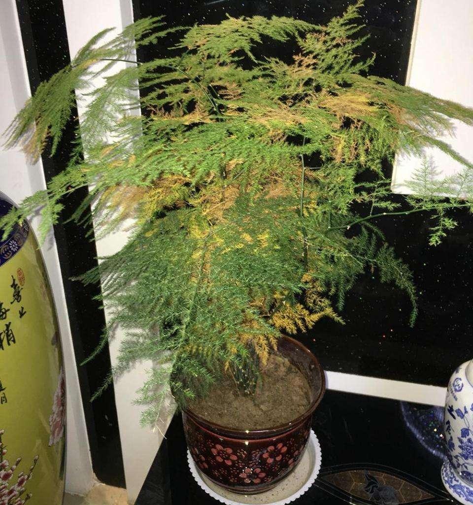 文竹黄叶不要急简单几招让它从新焕发生命力