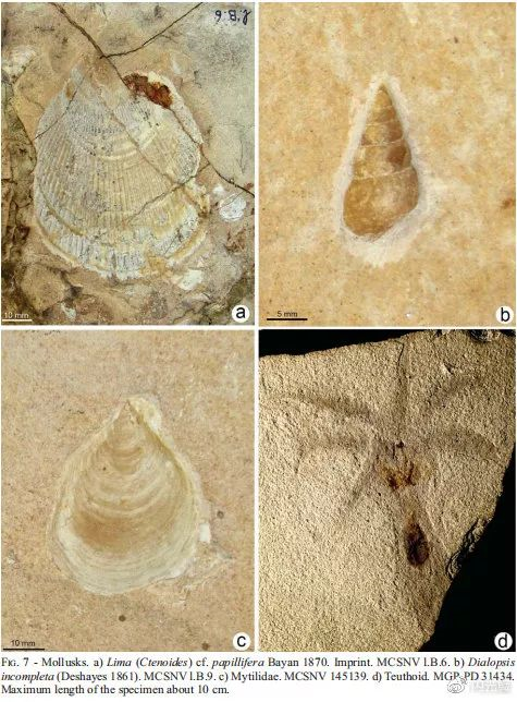 在5000万年前pesciara-monte postale的珊瑚礁中,曾经生活着近百种