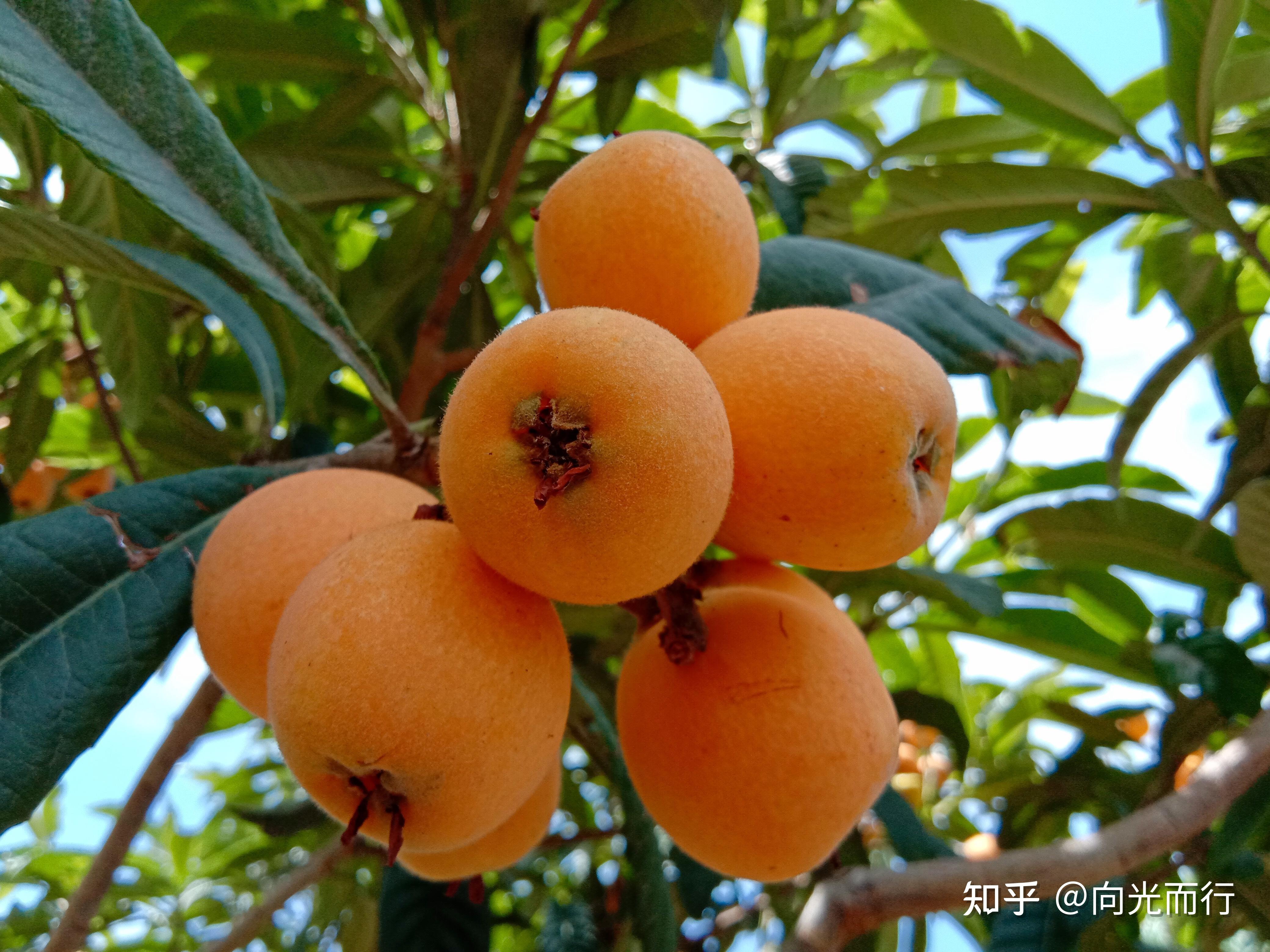 名言美文26——东园载酒西园醉, 摘尽枇杷一树金