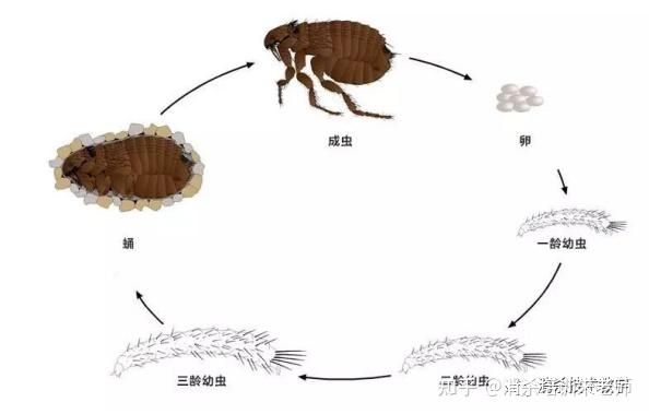 跳蚤 - 知乎