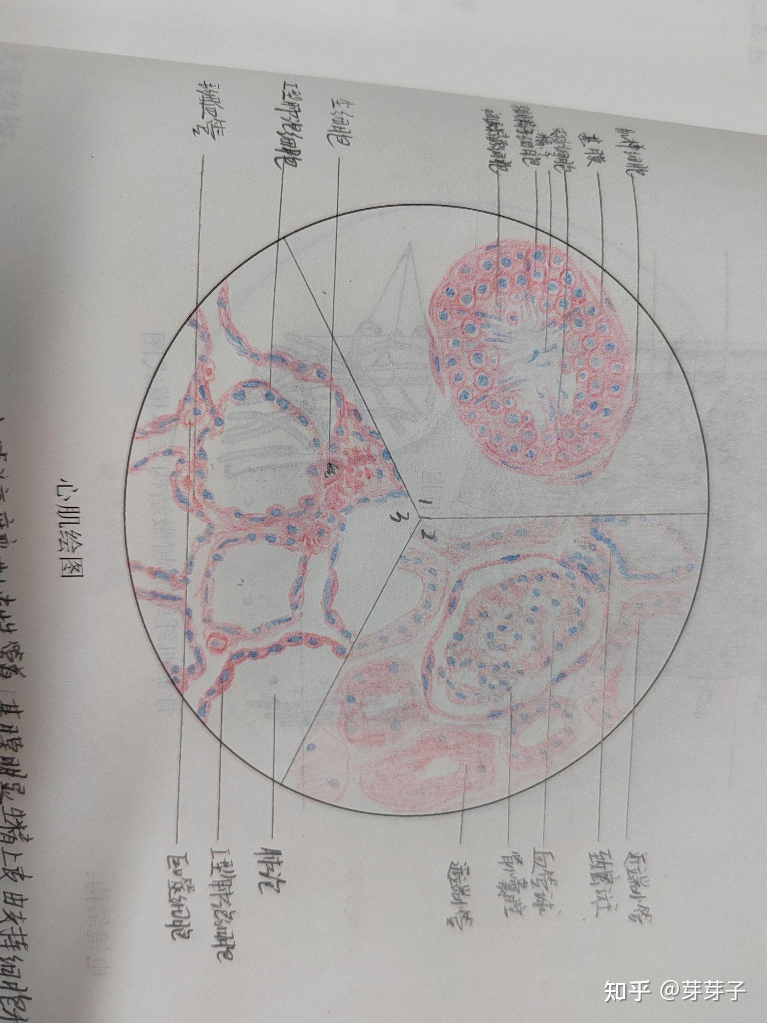 組胚紅藍鉛筆繪圖