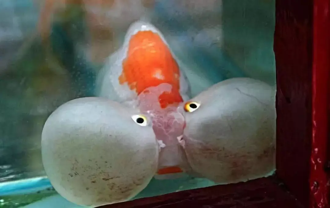 这种既有眼泡又有颌泡的四泡金鱼极其罕见,也注定十分名贵.