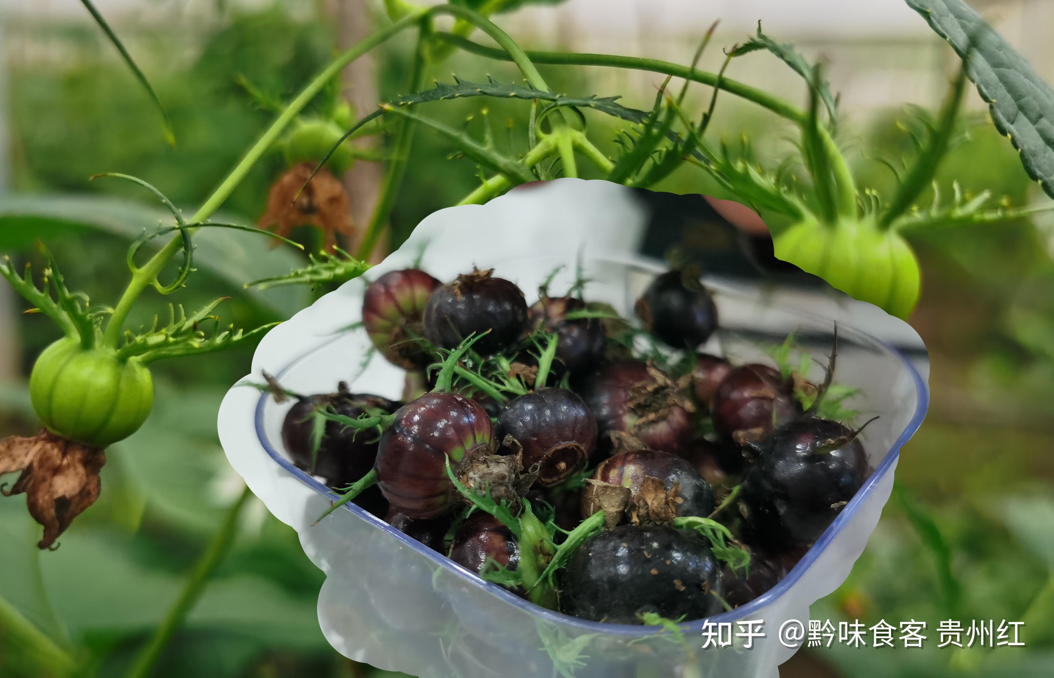 贵州“新特优奇”红果参从挑选、保存、清洗到食用的攻略来了 - 知乎
