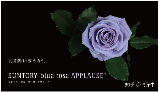 蓝色玫瑰 一朵不可能培育出来的玫瑰是如何诞生的 知乎