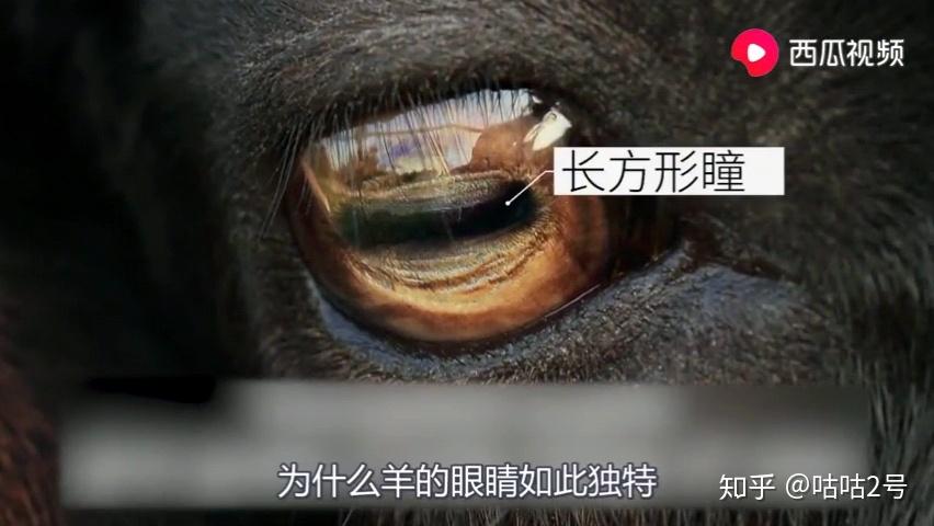 独特的羊眼睛 - 知乎