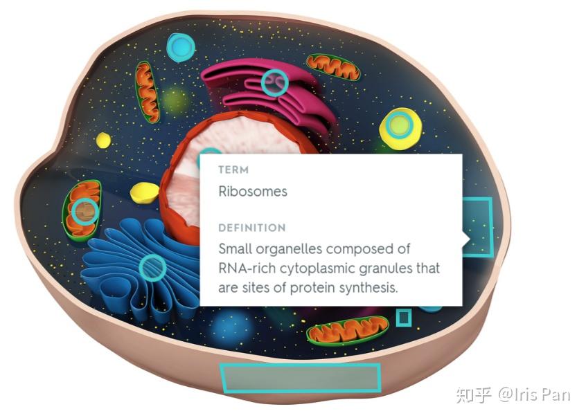 超强的学习能力是怎样练就的? 超强的学习能力是怎样练就的?